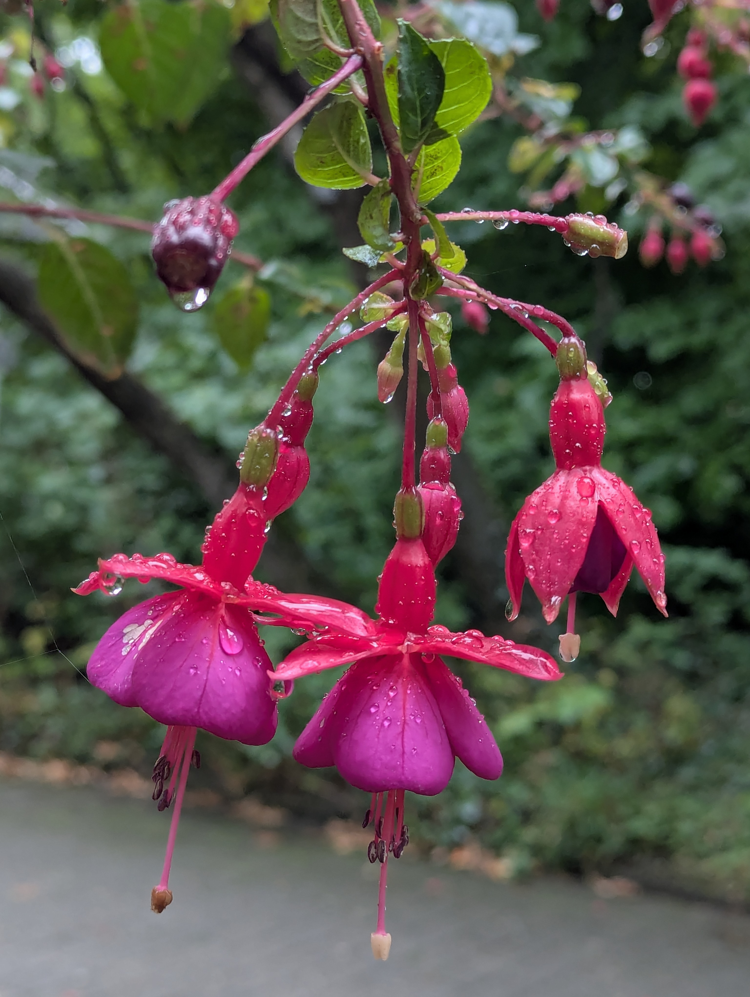 Botonic Gardens, Muenster, Germany